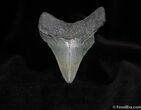 Megalodon Tooth #114-1